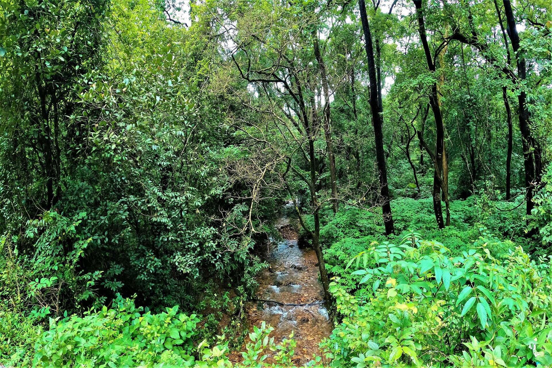 How To Reach Dudhsagar Waterfall